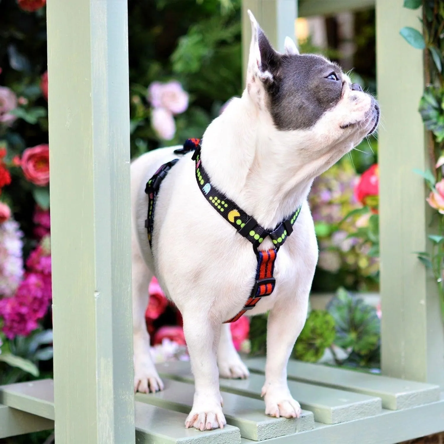 Adjustable Dog Strap Harness - Pac Man