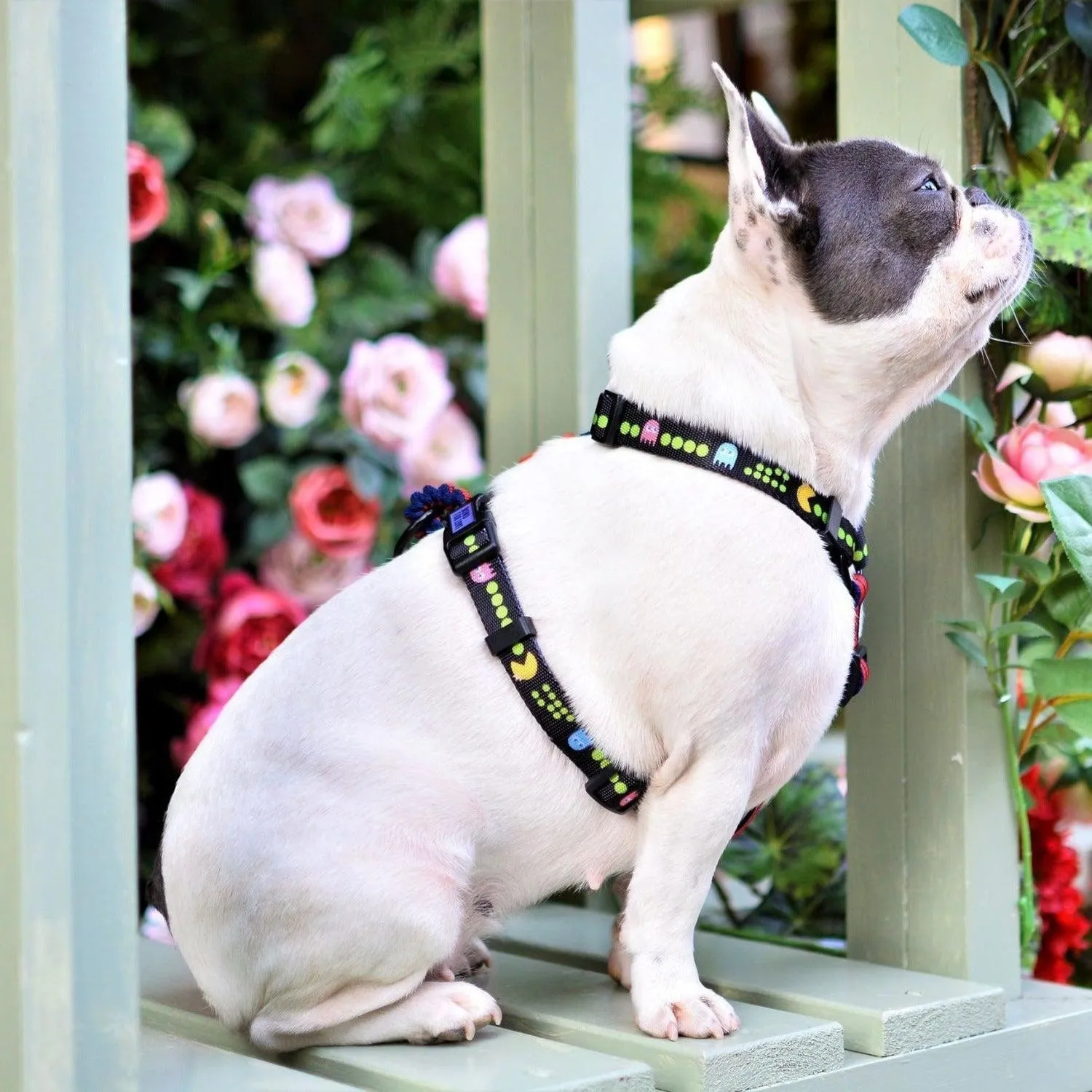 Adjustable Dog Strap Harness - Pac Man
