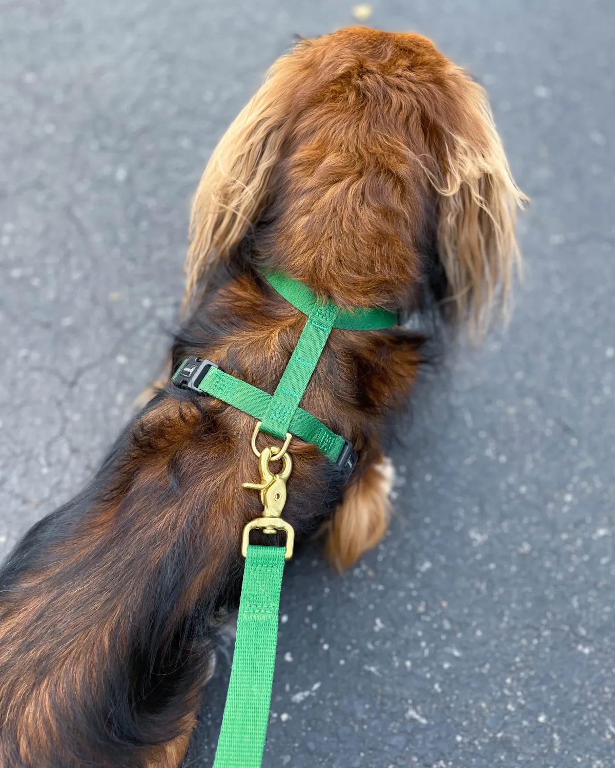 Adjustable Hands-Free Adventure Dog Leash - Forest Green