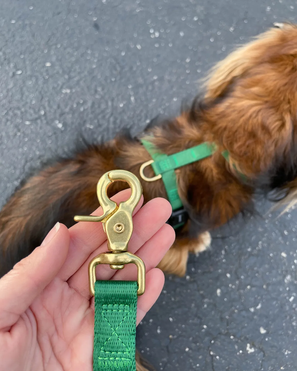 Adjustable Hands-Free Adventure Dog Leash - Forest Green