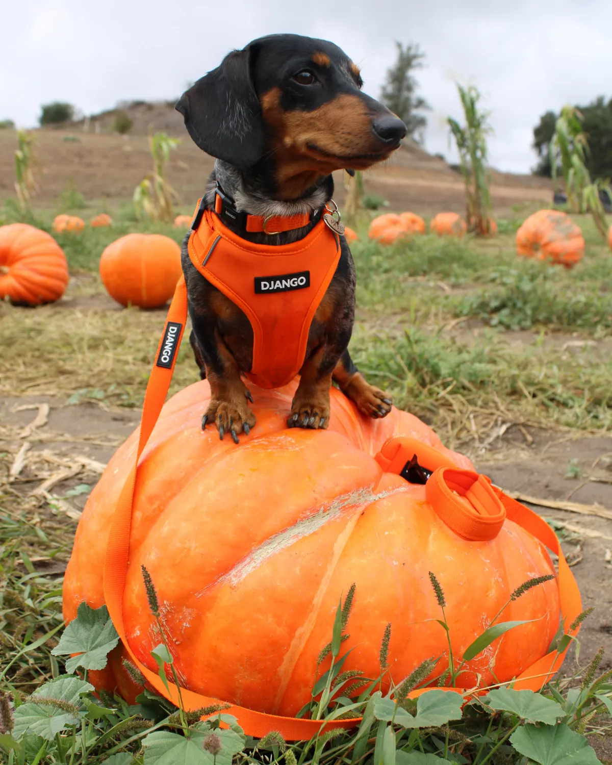 Adjustable Hands-Free Adventure Dog Leash - Sunset Orange