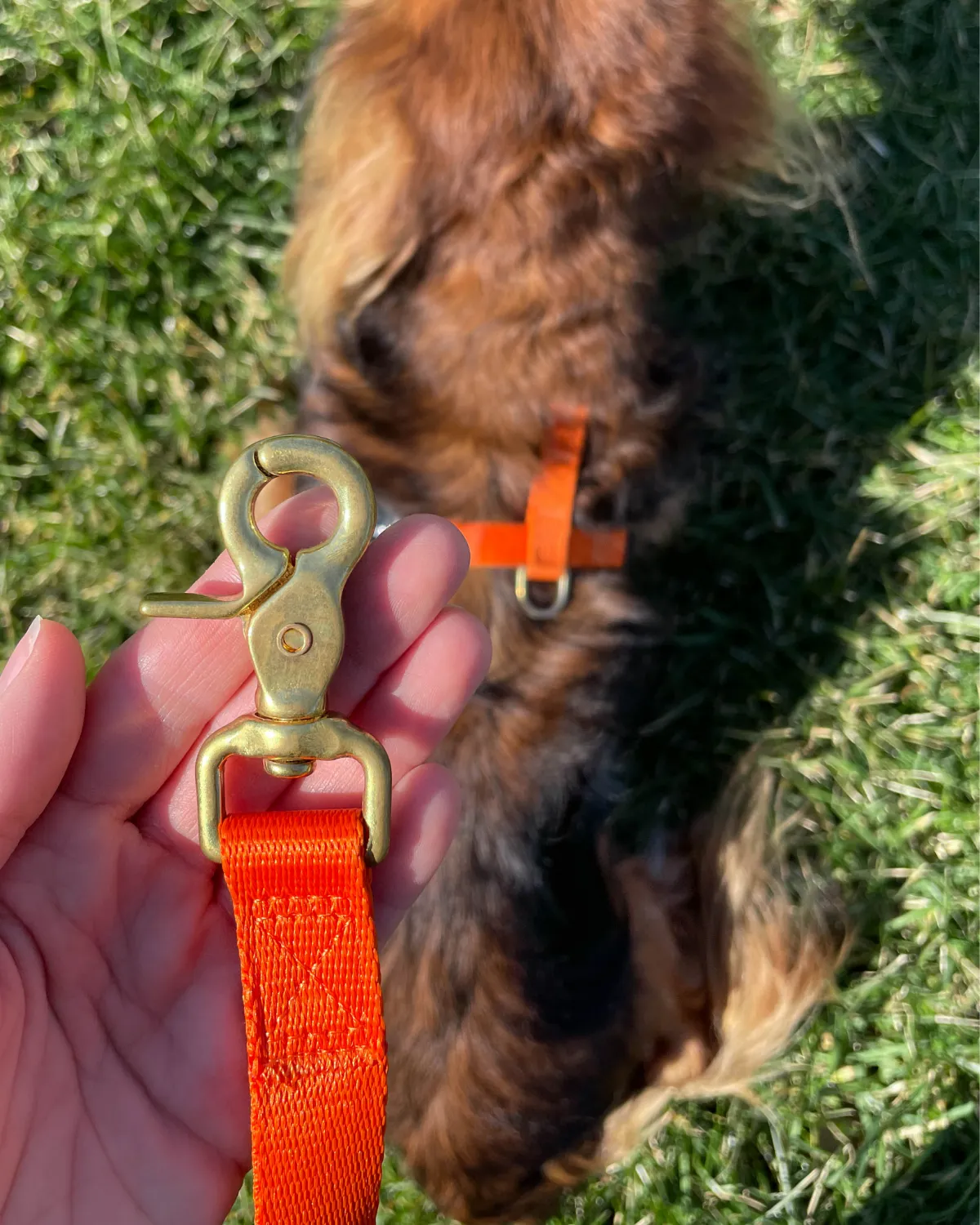 Adjustable Hands-Free Adventure Dog Leash - Sunset Orange
