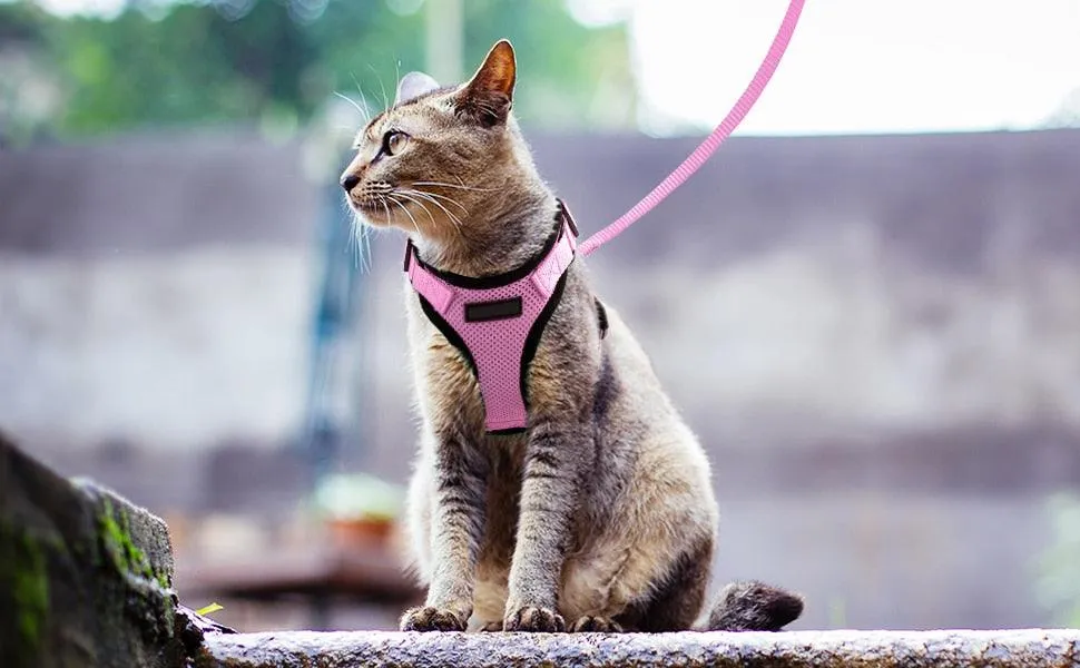 Best Cat Harness and Leash