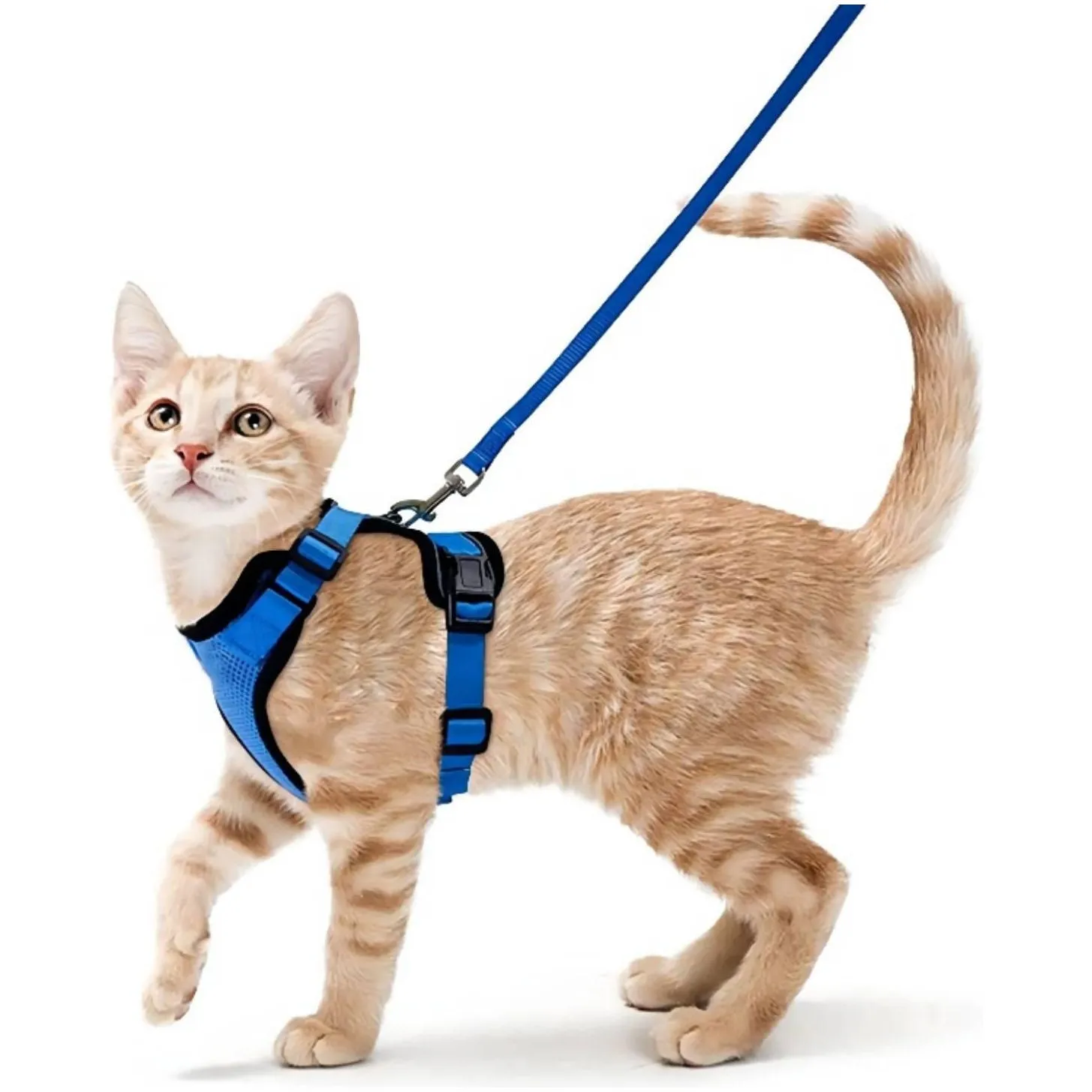 Best Cat Harness and Leash