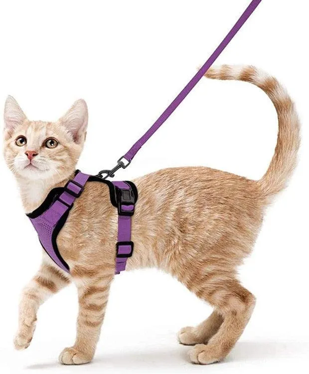 Best Cat Harness and Leash