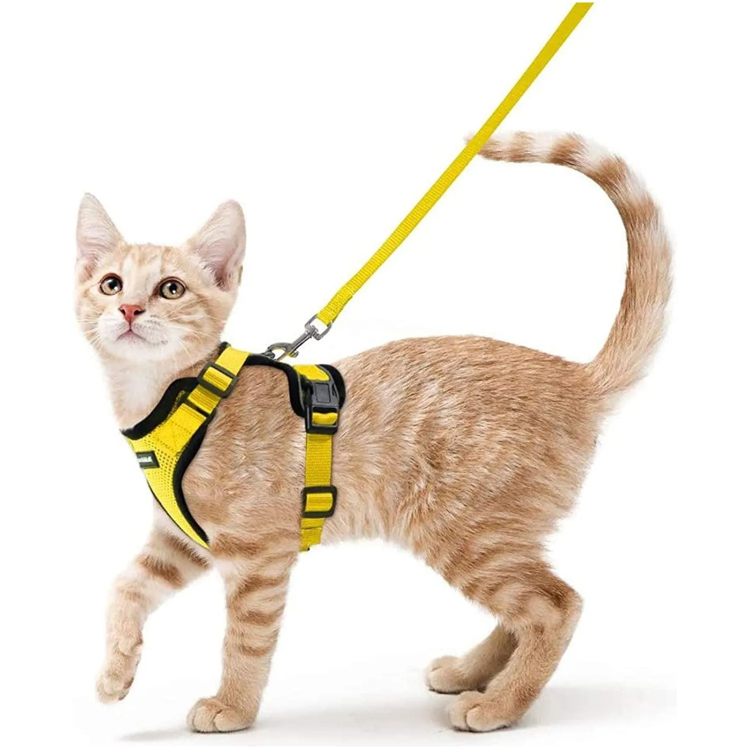 Best Cat Harness and Leash