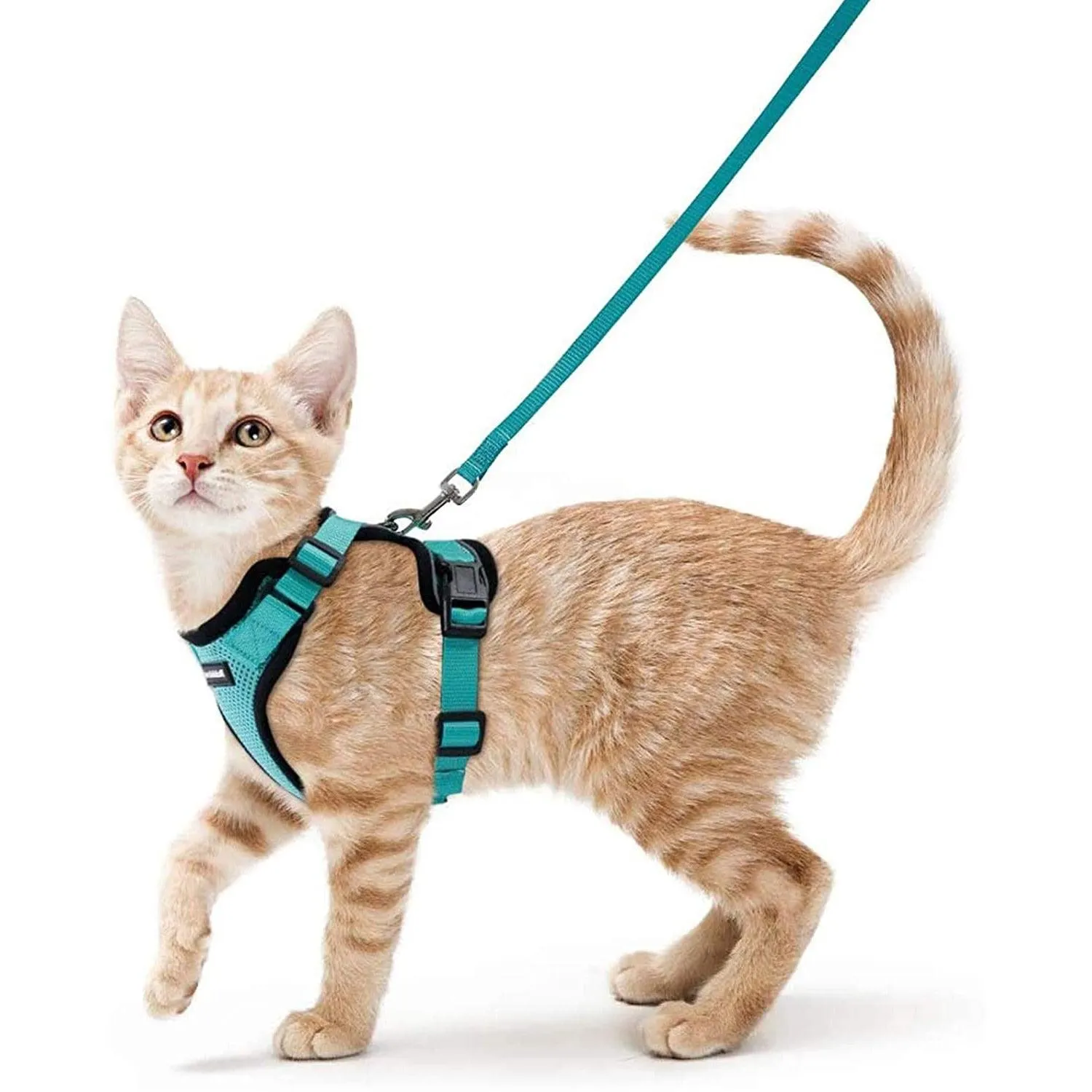 Best Cat Harness and Leash