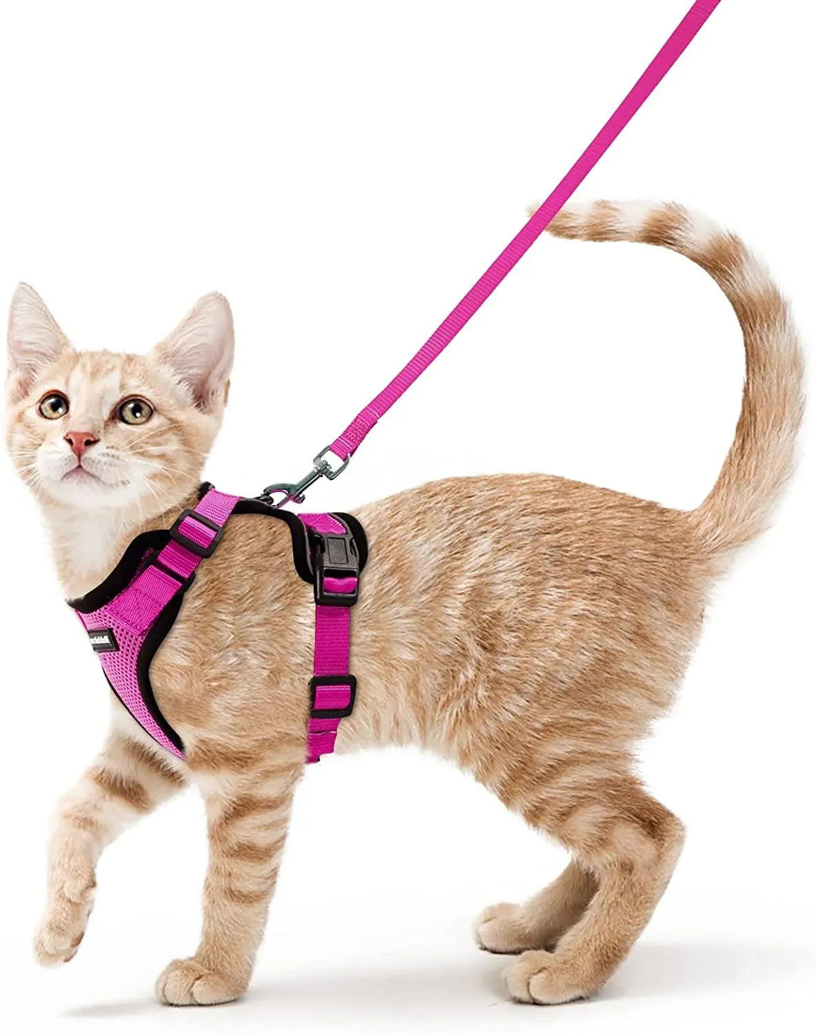 Best Cat Harness and Leash