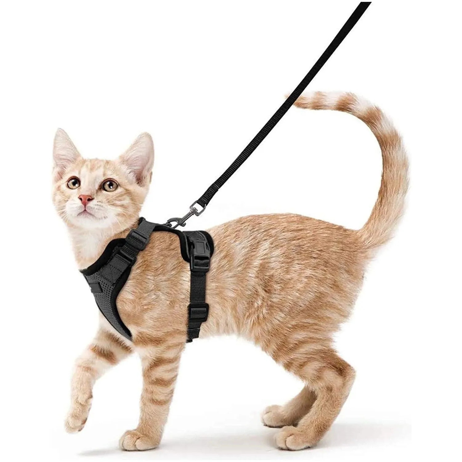 Best Cat Harness and Leash