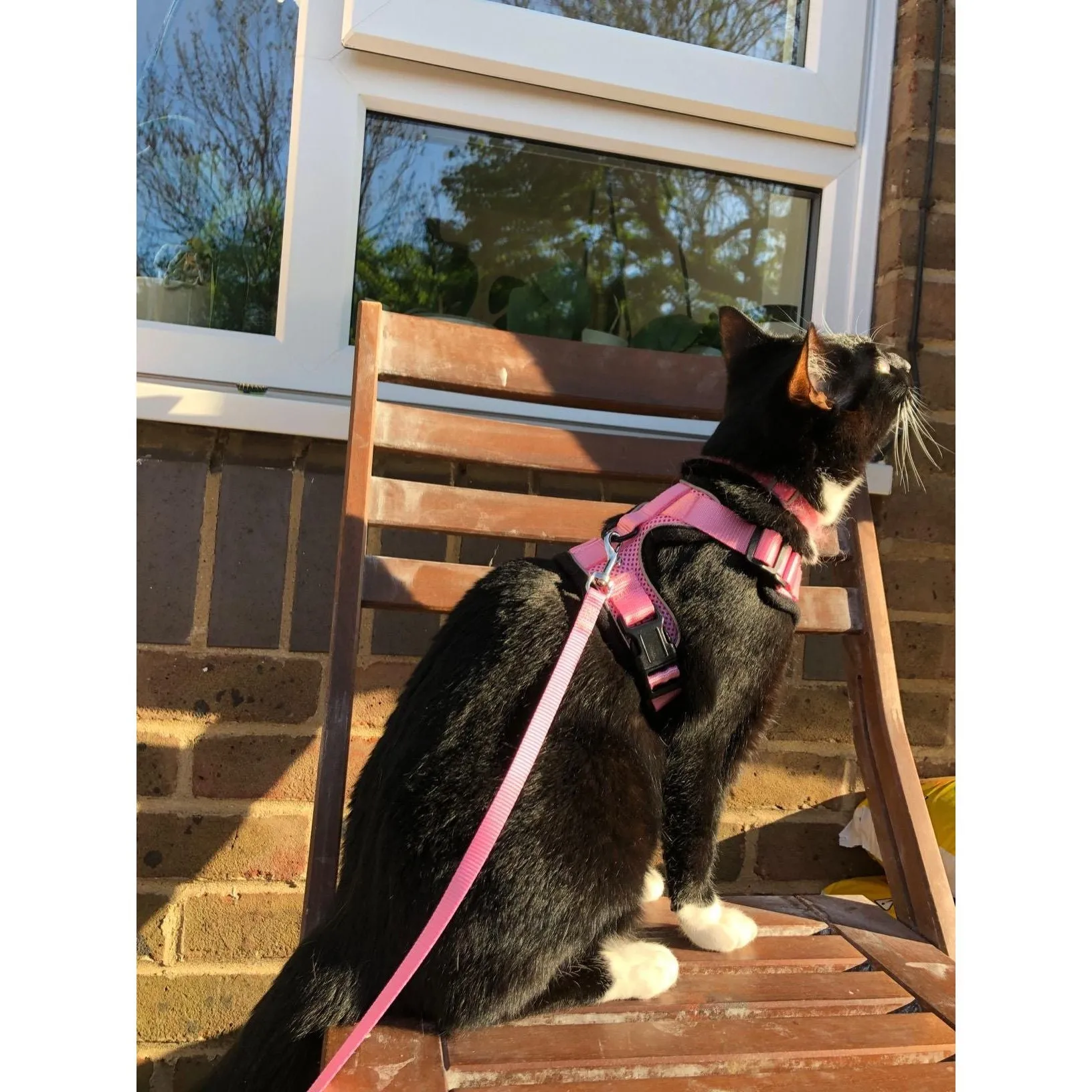 Best Cat Harness and Leash