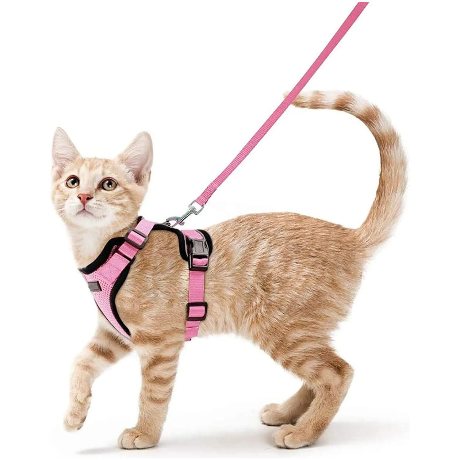 Best Cat Harness and Leash