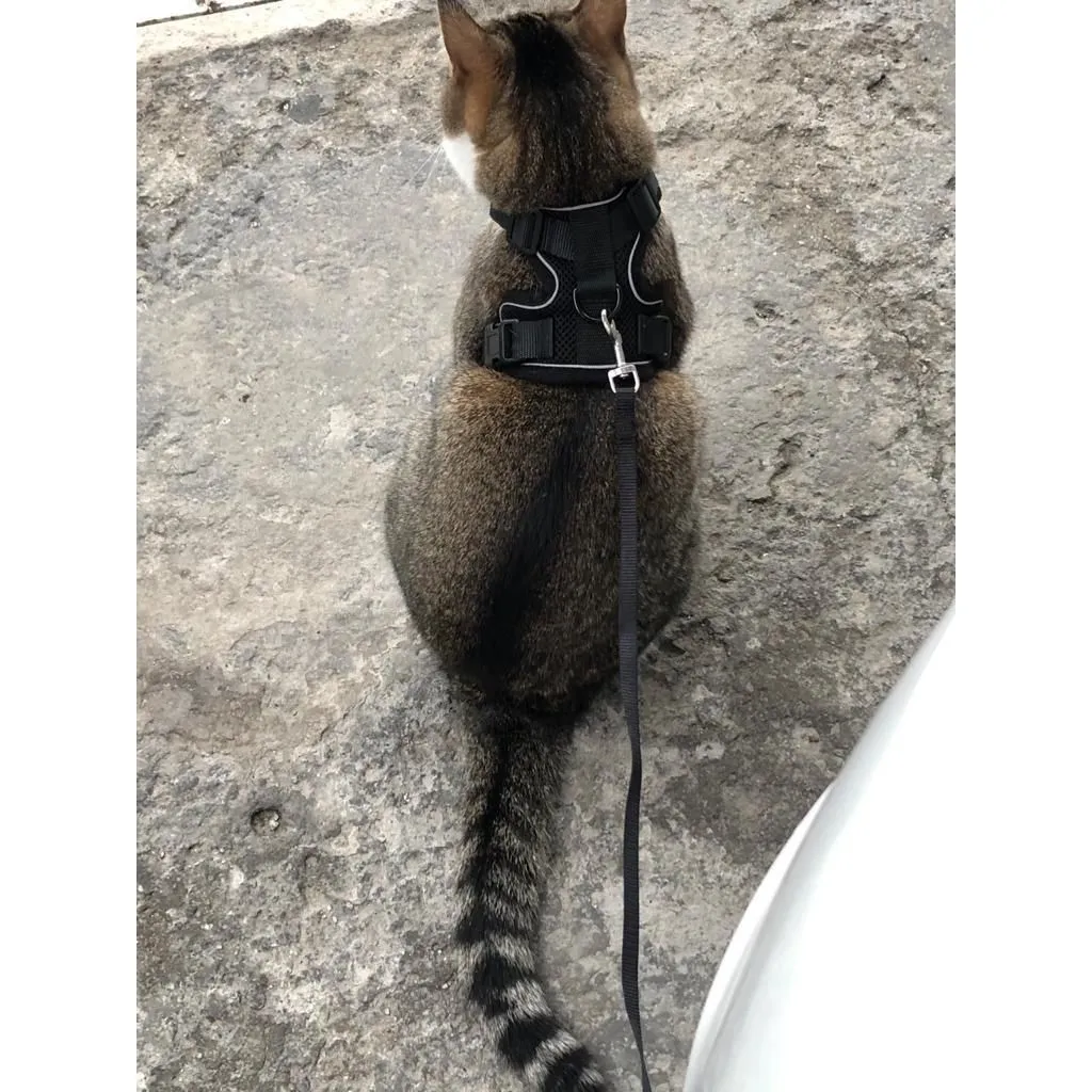 Best Cat Harness and Leash