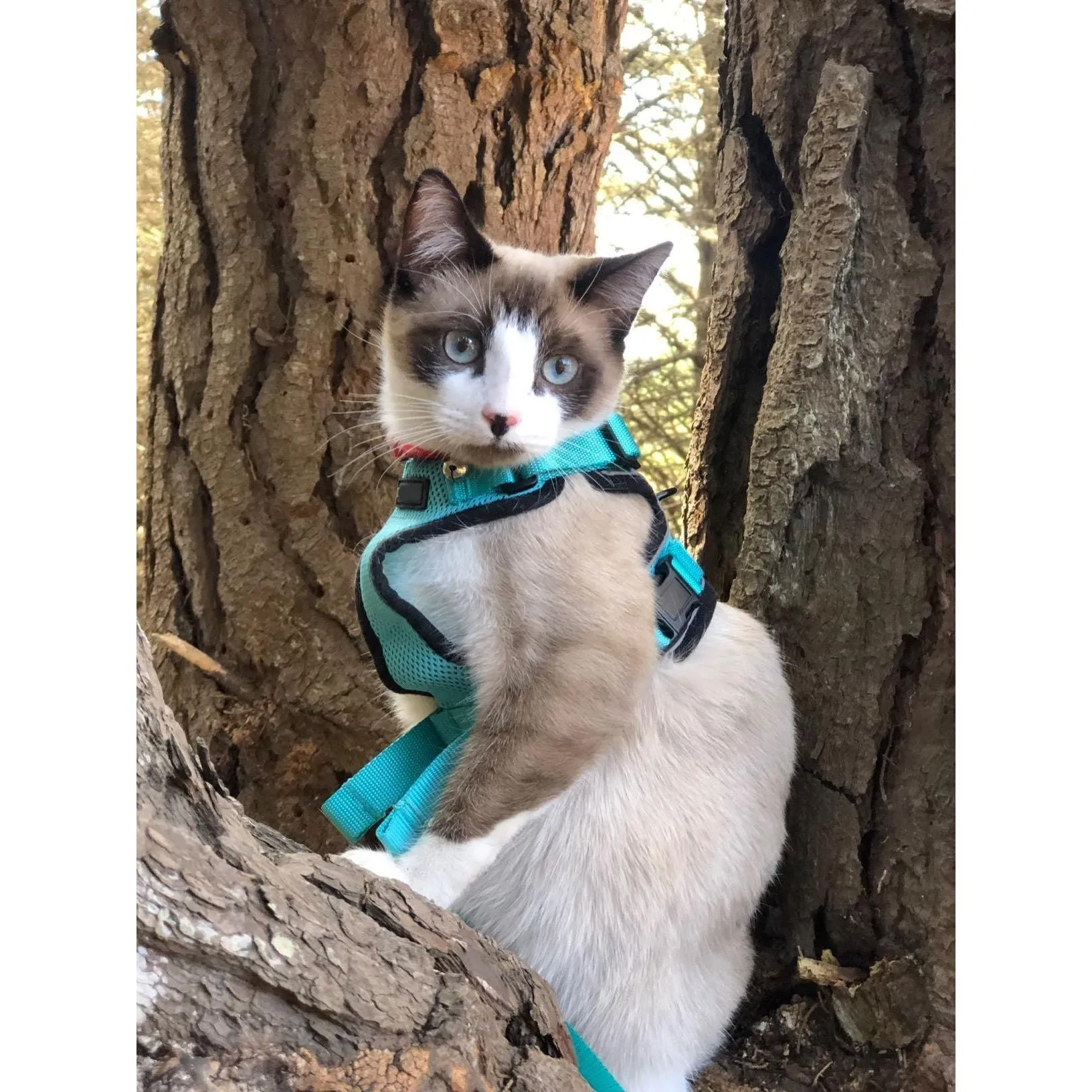 Best Cat Harness and Leash