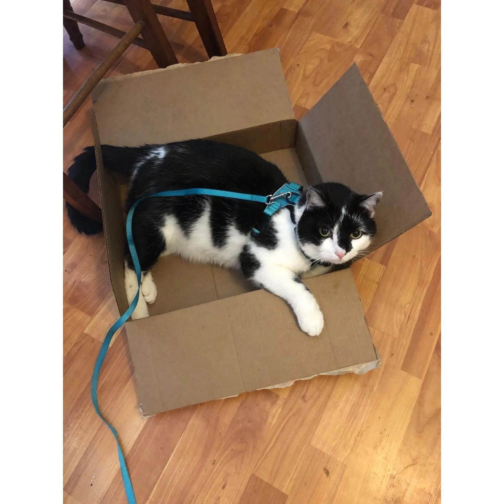 Best Cat Harness and Leash