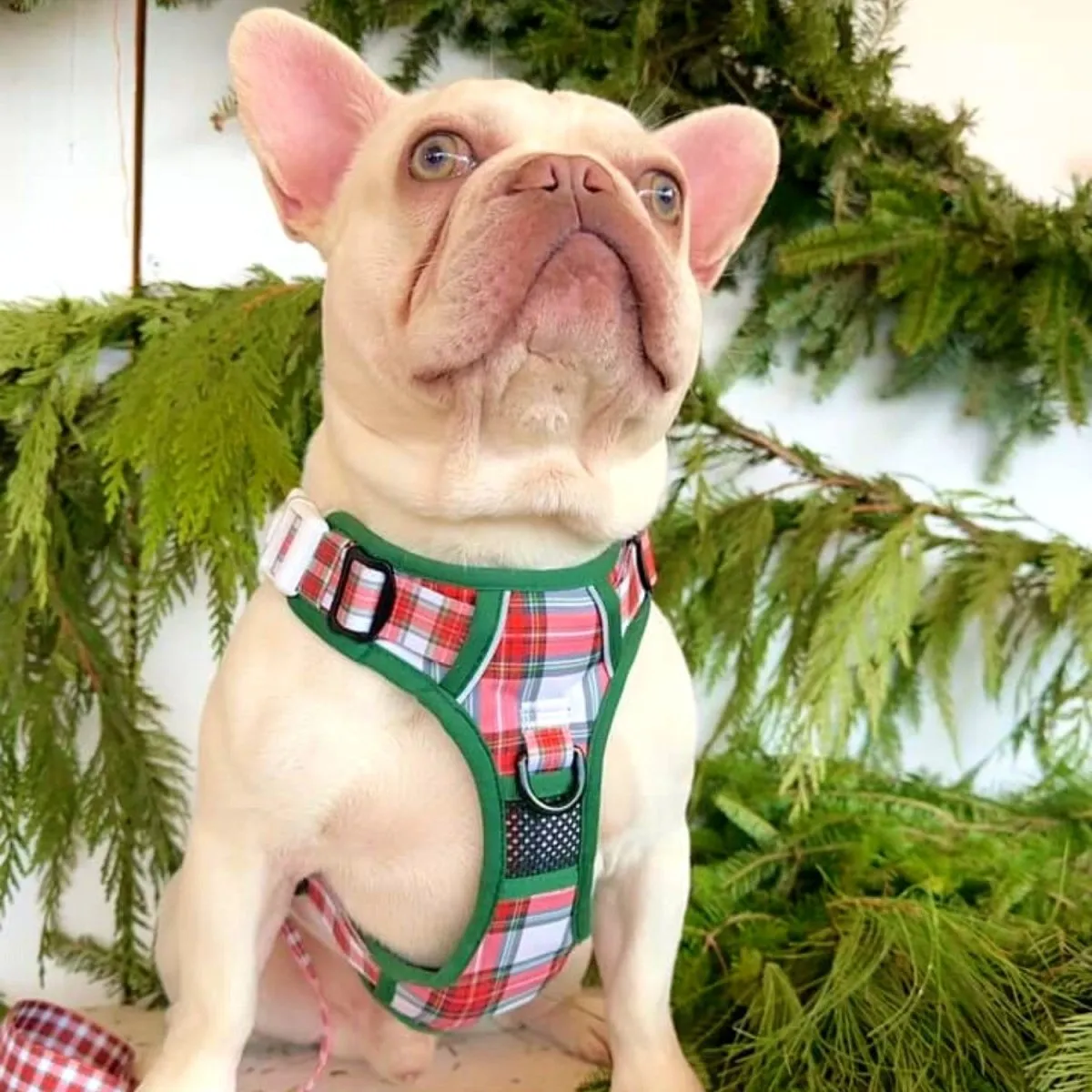 Christmas Plaid No Pull Bundle