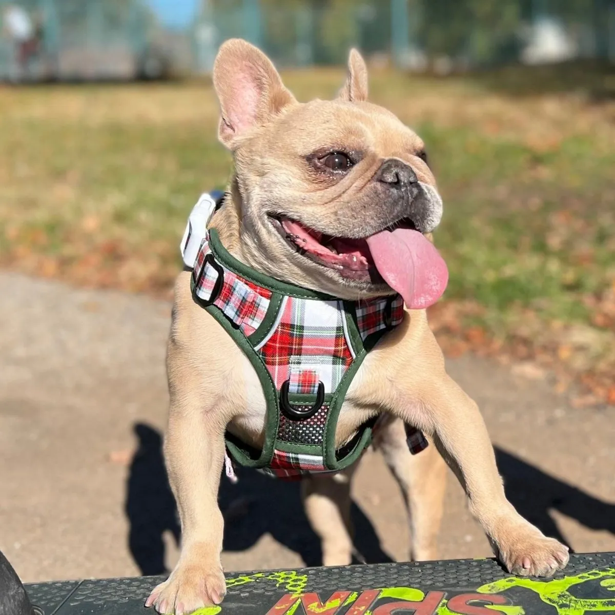 Christmas Plaid No Pull Bundle