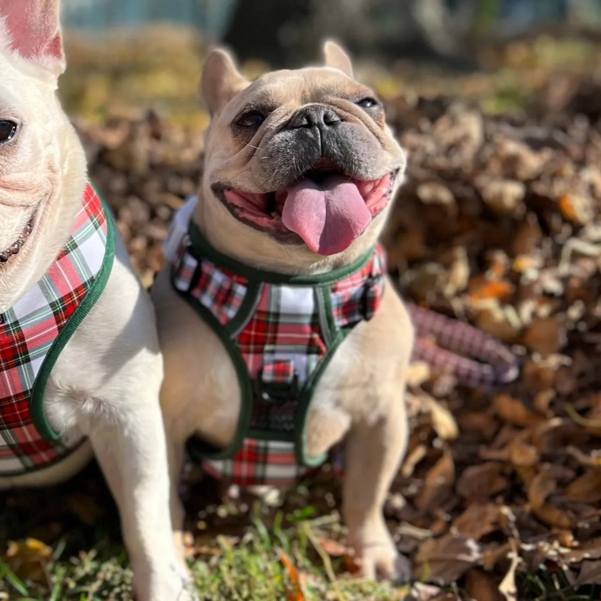 Christmas Plaid No Pull Bundle
