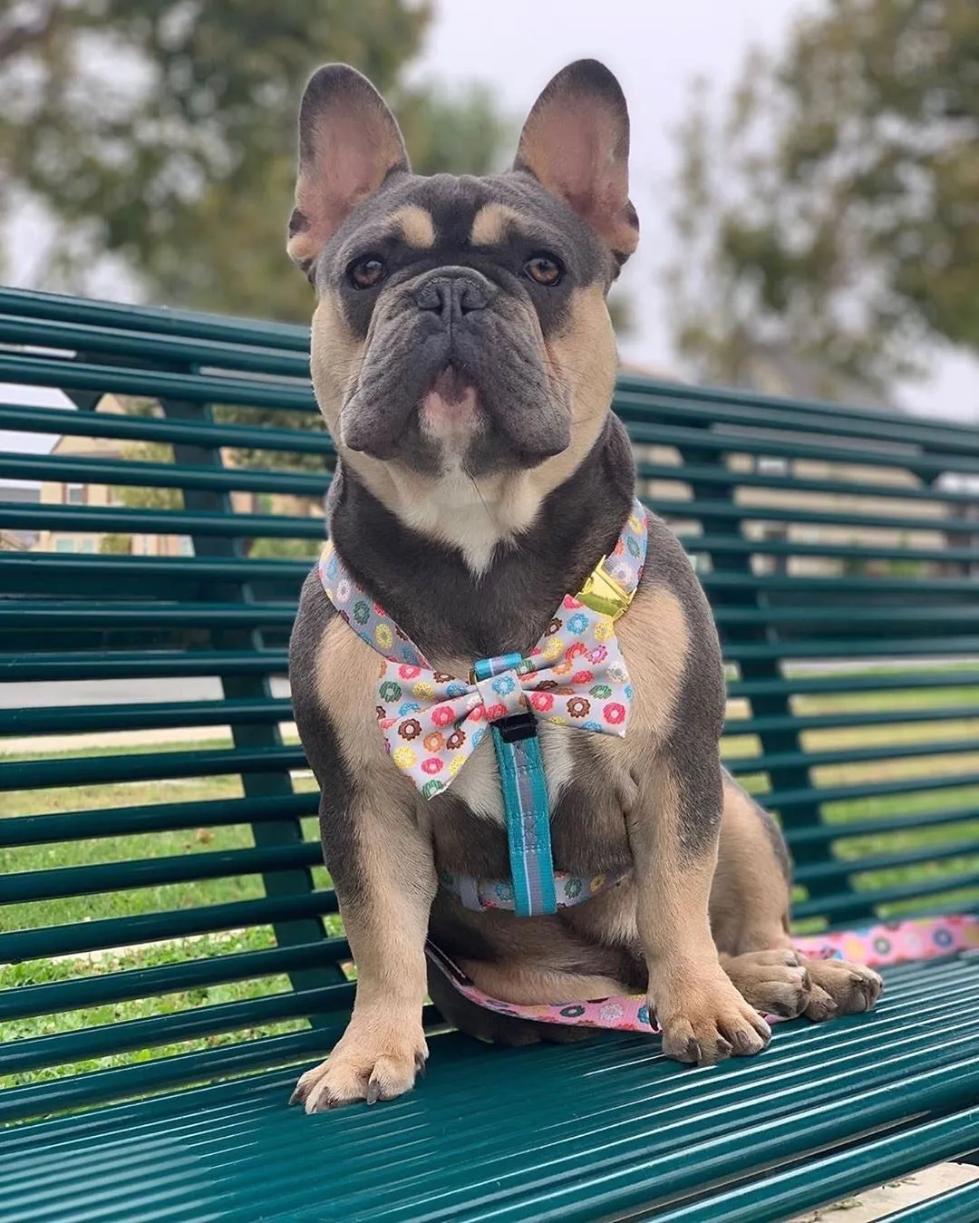Frenchiestore Adjustable Pet Health Strap Harness | Mint StarPup