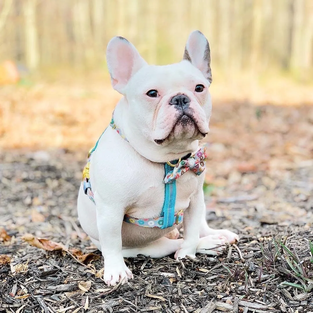 Frenchiestore Adjustable Pet Health Strap Harness | Mint StarPup