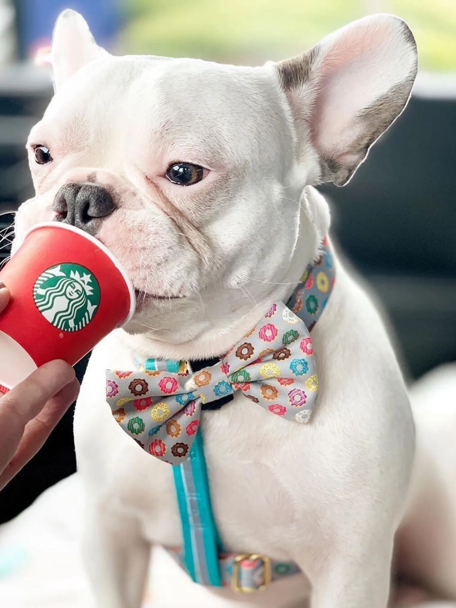 Frenchiestore Adjustable Pet Health Strap Harness | Mint StarPup