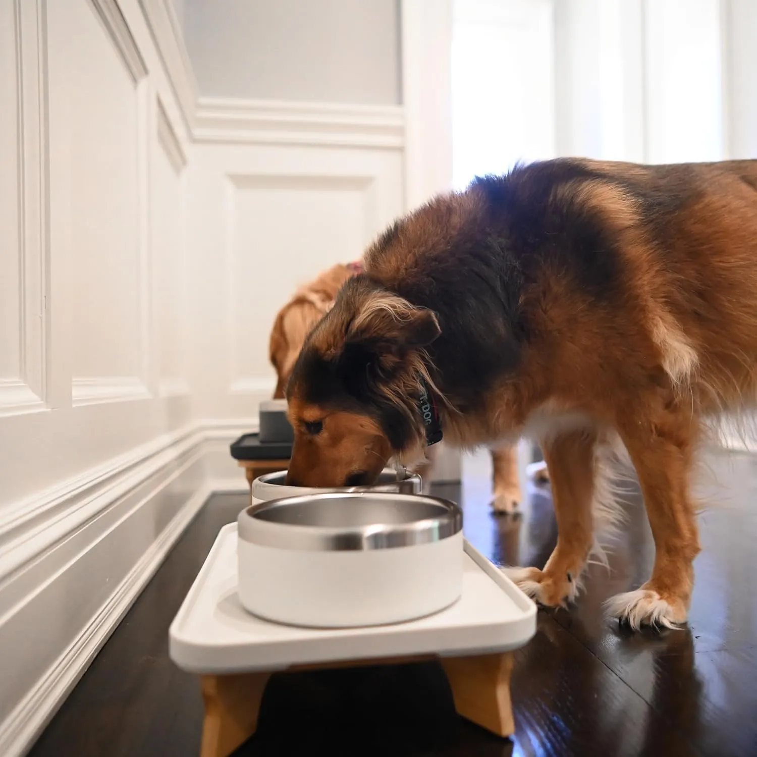 Trot Pets Elevated Dog Bowls | Stainless Steel Raised Bowl Set for Small, Medium, or Large Dogs | Non-Slip Food and Water Slow Feeder | Durable, BPA-Free, Anti-Skid, Dishwasher Safe (Sky, Medium)
